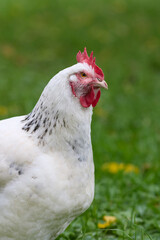 White chicken close up isolated on blurred green background