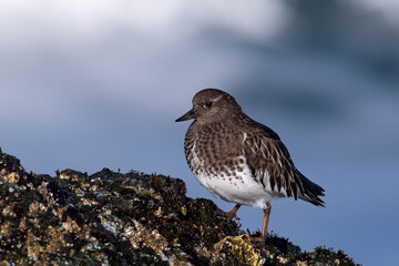 Black turnstone