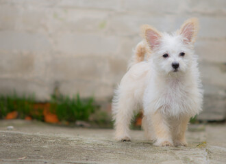 white terrier puppy