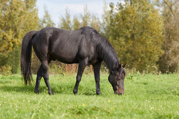 Dark brown horse in meadow