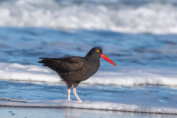 Black oystercatcher wading