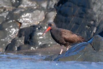 Black oystercatcher 
