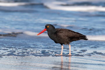 Black oystercatcher in water