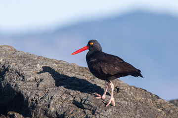 Black oystercatcher 