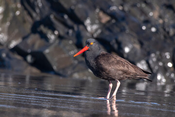 Black oystercatcher 