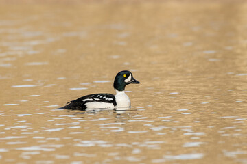 Barrows goldeneye in lake 
