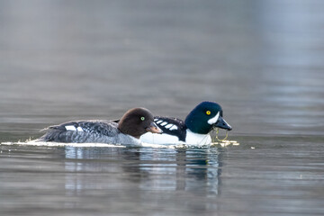 Barrows goldeneye in lake 
