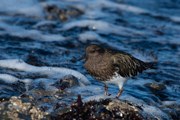Black turnstone