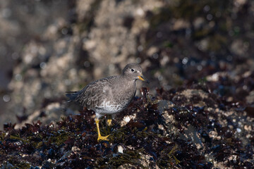 Surfbird 