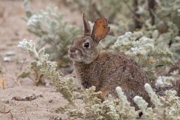 Brush rabbit