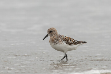 Sanderling wading