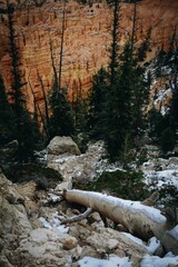 Vertical shot of the stone formation and trees in Bryce Canyon National Park, Utah, USA