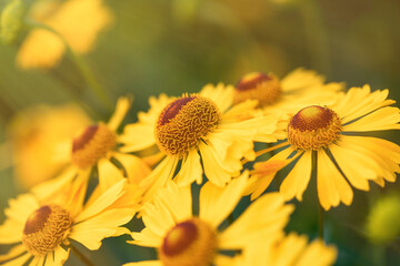 Bright yellow flowers in the garden close up.