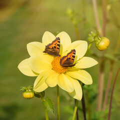 The butterfly sucks nectar from the dahlia flower with pleasure, helping the plant to pollinate.
