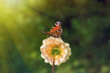 Beautiful butterfly with spots on wings sits on a flower.