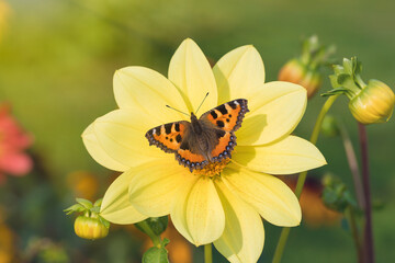 Yellow dahlia flower and butterfly in the garden. Summer garden concept.