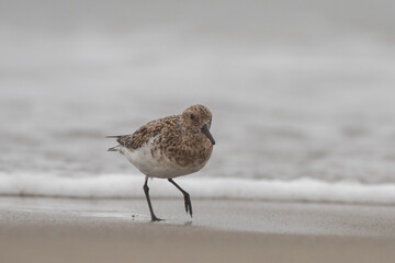 Sanderling on beach 