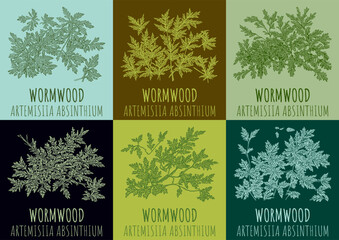 Set of vector drawings Wormwood in different colors. The image was created using generative AI. Latin name Artemísia absínthium.
 - obrazy, fototapety, plakaty