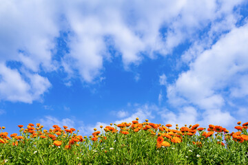 キンセンカの花と初夏の青空 - obrazy, fototapety, plakaty