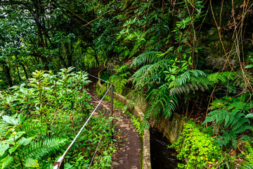 Madeira typical walking and hiking patch. Levada do Furado, one the most popular Levada tours on Madeira Island. From Ribeiro Frio to Portela. Portugal.  