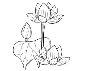 outline doodle lotus art vector