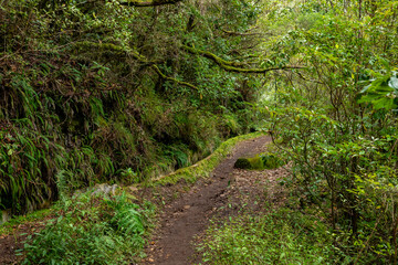 Madeira typical walking and hiking patch. Levada do Furado, one the most popular Levada tours on Madeira Island. From Ribeiro Frio to Portela. Portugal.  