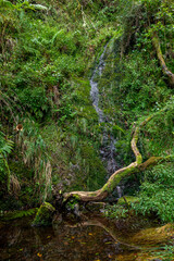 Madeira typical walking and hiking patch. Levada do Furado, one the most popular Levada tours on Madeira Island. From Ribeiro Frio to Portela. Portugal.  