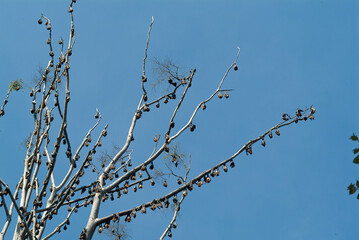 Bats hanging from tree branches sleeping during the day