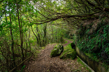Madeira typical walking and hiking patch. Levada do Furado, one the most popular Levada tours on Madeira Island. From Ribeiro Frio to Portela. Portugal.  
