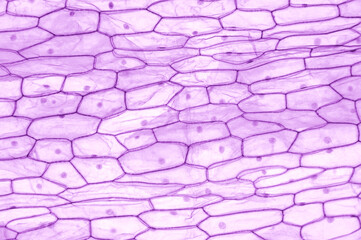 Onion epidermis, whole mount, 20X light micrograph. Large epidermal cells of Allium cepa. Single...