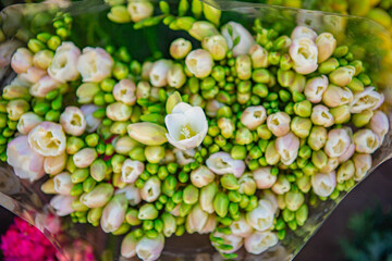 white freesia