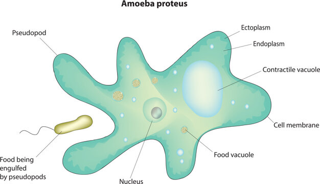 amoeba proteus diagram