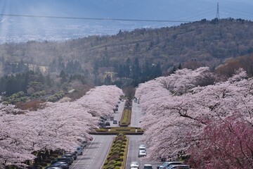 A row of beautiful pink cherry blossom trees blooming extravagantly at Spring season in Japan in the sunny blue sky