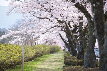 A row of beautiful pink cherry blossom trees blooming extravagantly at Spring season in Japan in the sunny blue sky