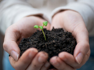 manos con tierra y una planta germinando 