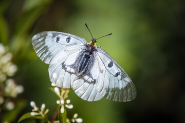 The Clouded Apollo (Parnassius mnemosyne) on flower