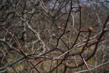 A bud and a thorn on a bare branch. Abstract intertwining of branches and thorns, spring landscape, close-up, selective focus, blurred natural background.