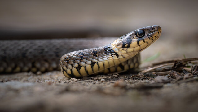 The grass snake (Natrix natrix) on the shore of the pond.