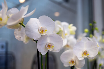 Fototapeta na wymiar Close-up of fresh white orchids 