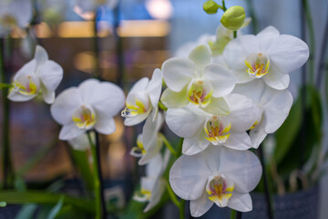 Naklejka na ściany i meble Close-up of fresh white orchids 