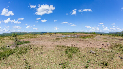 Wildlife Wildebeest Animal Herd Resting Waterhole Plateau Scenic Tropical Park Reserve Landscape