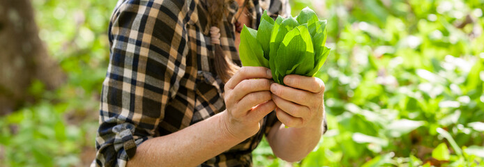 Bärlauch sammeln im Wald