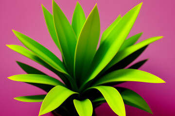 Fototapeta na wymiar Plants on pink fashion concept. Canary green. Plant lover idea