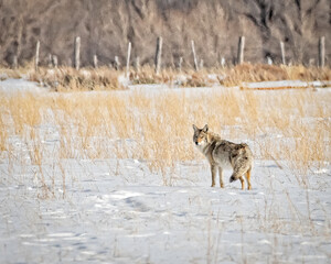 Coyote standing in snow covered field in Grand Teton National Park