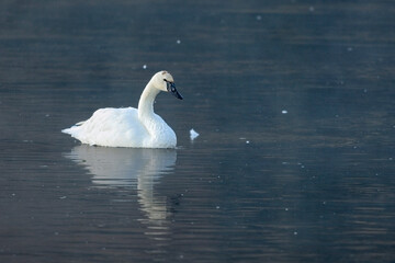 Trumpeter Swan alone on pond near Jackson, Wyoming