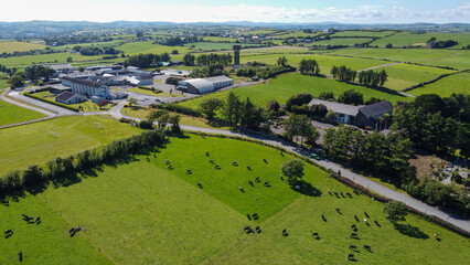 Fototapeta na wymiar A cows on a field on a clear summer day, top view. Buildings among agricultural fields in West Cork. The countryside in Ireland. Green grass field