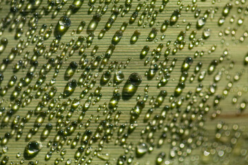 macro photography of water drops with great blur, selective focus, green leaves, light refraction, sunlight, magnifying glass effect, abstract, blur