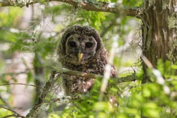 Young owl perched in a tree, Batavia swamp New Orleans