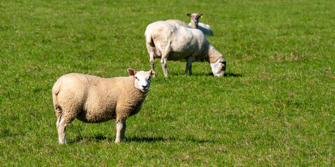 Obraz premium A few cute sheep on a green grass pasture on a summer day. Animals in the meadow. Farm. White sheep on green grass field