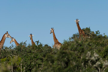 giraffe in the wild